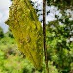 Image result for Pentarrhinum