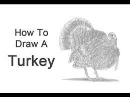 How to draw a turkey animal. How To Draw A Turkey Youtube