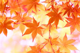 誇れる日本文化の1つ紅葉 秋の風物詩 もみじ を英語で言える 名古屋の英会話教室 えいごシャワー スタッフブログ
