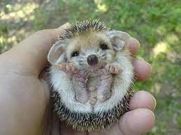 Een pasgeboren narwalkalf is ongeveer 1,5 meter lang en kan 79 tot 100 kilo wegen. A Long Eared Hedgehog Schattige Dieren Dieren Pasgeboren Dieren