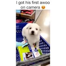 Growing trees is something you can spend 5 to 10 minutes doing on a daily basis to progress your account and it's a great way to. I Got His First Awoo On Camera C Popular Memes On The Site Ifunny Co Funny Animal Videos Cute Animals