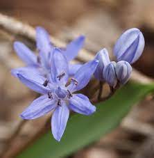 Sterhyacint (scilla) is een geslacht van overblijvende planten.het geslacht werd traditioneel in de leliefamilie geplaatst (onder meer heukels' flora van nederland volgde die opvatting tot en met de 21e editie). Zweiblattriger Blaustern Scilla Bifolia Beschreibung Steckbrief Systematik