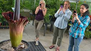 Second Giant Corpse Flower Blooms At Um Ole Miss News