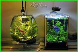 Aquarium ikan cupang unik aquaroum cupang ini sudah didekorasi layaknya sebuah televisi cukup sekian informasi tentang aquarium unik untuk ikan cupang yang dapat anda simak di kesempatan ini. 10 Gambar Aquarium Ikan Cupang Unik Minimalis Baik Untuk Hias Dan Petarung Dunia Fauna Hewan Binatang Tumbuhan Aquarium Ikan Tank Betta Planted Aquarium