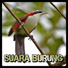 Segera download aplikasi kicau burung cucak kopi gacor mp3 agar burung cucak biru anda lebih gacor dan joss. Kicau Cucak Kopi Melayu Fur Android Apk Herunterladen