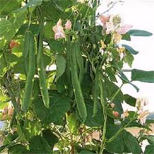 Image result for Phaseolus coccineus