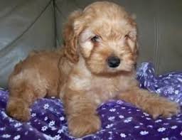 Lancaster puppies advertises puppies for sale in pa, as well as ohio, indiana, new york and other states. Cockapoo Puppies For Sale Dallas Tx 139259 Petzlover
