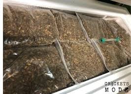 • house crickets • camel crickets • field crickets • mole crickets. Do Crickets Die In Cold Weather Crickets Mode
