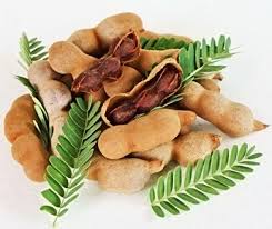 Cara Menanam Asam Jawa Dalam Pot Kampustani Com