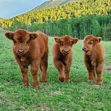 Our fold is composed of scottish highlands and a few scottish highland crosses. Baby Highland Cows Eyebleach
