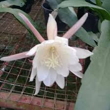 With the queen of the night's popularity, it is easy to come across a piece of it in succulents' retailers. Queen Of The Night Cactus Shopee Philippines