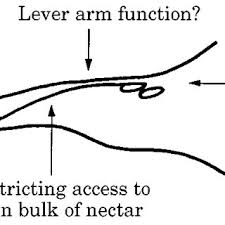 Image result for Isoglossa pawekiae