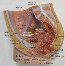 Female Reproductive System Reproductive System Female Reproductive System Anatomy Female Reproductive System