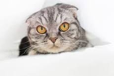 The Scottish Fold: Temperament, Shedding, and Care | ASPCA ...