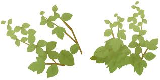 葉っぱ 草 植物のフリーイラスト素材