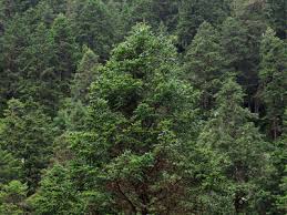 Image result for Polysphaeria harrisii