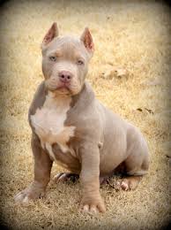 It has a lot of stamina and makes a good watchdog. Champagne Pitbull Price Off 63 Www Usushimd Com
