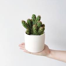 P L A N T T I P Contrary To Popular Belief Cacti And Other Succulents Do Not Need Full Or Direct Sun Low Maintenance Plants Succulents Cacti And Succulents