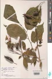 Image result for Glyphaea