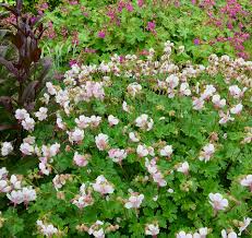 Image result for Geranium vagans