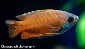 Is the sunset gourami a good community fish? Honey Gourami Trichogaster Chuna Encyclo Fish