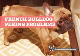 The french bulldog is a loving and affectionate dog breed that loves to play. Why Does My French Bulldog Keep Peeing In The House