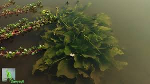 Image result for Ottelia cylindrica