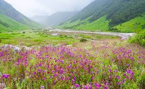 Maybe you would like to learn more about one of these? Discover The Beauty Of The Valley Of Flowers National Park Tour My India