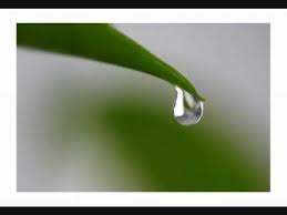 وجعلنا من الماء كل شيء حي We Made From Water Every Living Thing Youtube
