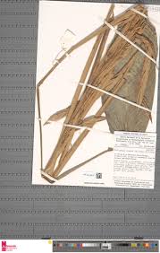 Image result for Halopegia