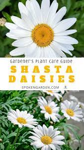 Pin On Summer Garden Flowers