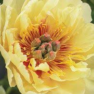 Rosa di zhao (zhao fen) | centro botanico moutan (con. 600 Idee Su Peonie Nel 2021 Peonie Fiori Bellissimi Fiori