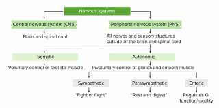 Image result for Autonomic Dysfunction
