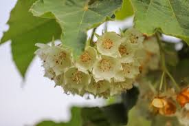 Image result for Dombeya lastii