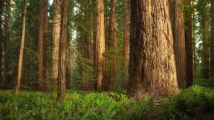 Check spelling or type a new query. Redwood Forest Wallpaper Full Hd Redwood Forest Wallpaper Redwood Background 1920x1080 Wallpaper Teahub Io