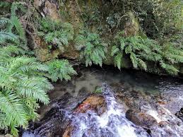 Image result for Osmundaceae