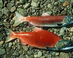 Gambar Salmon Pasifik