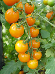 Best Tomato Plants Chileplants Com