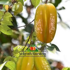 Image result for Averrhoa carambola