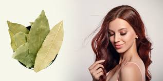 It strengthens thin and dull hair, providing strength and healthy gloss. 7 Brilliant Benefits Of Bay Leaf Tejpatta For Hair And Skin You Didn T Know