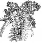 Image result for Brachystegia boehmii