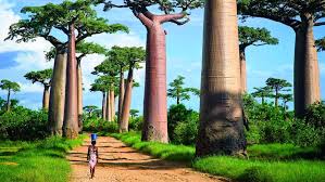 Image result for Avenue of the Baobabs