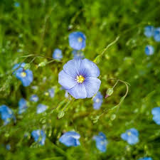 Lein Flax Flower Blume Flax Flowers Flowers Instagram