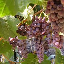 Table Grape Vine Black Monukka Seedless Grapes Grape Vines Organic Seeds