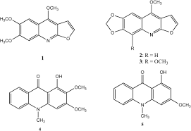 Image result for Thomandersia butayei