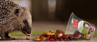 Diese woche dreht sich bei uns alles um den igel! Igel Winterschlaf Wann Und Wie Lange Uberwintern Igel Snackid