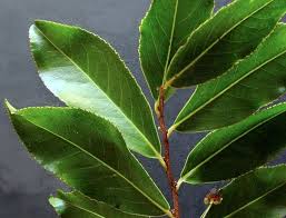 Image result for Aphloia theiformis