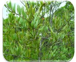 Image result for Osyris