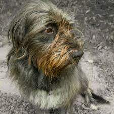 Non morde ma giudica le tue performance musicali. Pastore Fonnese Tutto Quello Che C E Da Sapere Su Questo Cane Ancestrale