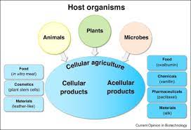 Check spelling or type a new query. Cellular Agriculture Industrial Biotechnology For Food And Materials Sciencedirect